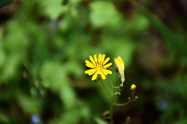 IIGF觀點|范欣宇、龐心睿：溫室氣體減排交易中心發展經驗——區域及創新篇 